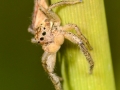 Marpissa radiata