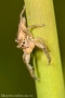 Marpissa radiata