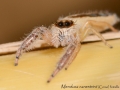 Mendoza canestrinii