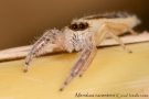 Mendoza canestrinii