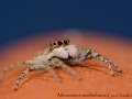 Menemerus semilimbatus 1