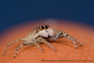 Menemerus semilimbatus 1