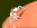 Menemerus semilimbatus 2