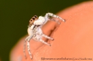 Menemerus semilimbatus 2