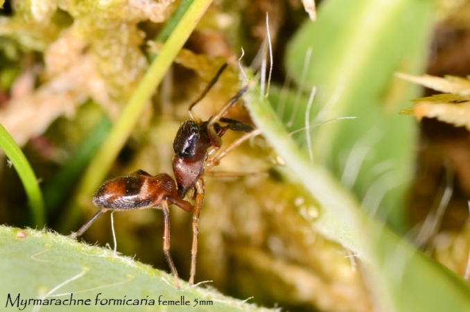 Myrmarachne formicaria