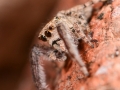 Neaetha membrosa