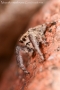 Neaetha membrosa