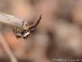 Neaetha sp 1