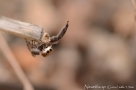 Neaetha sp 1