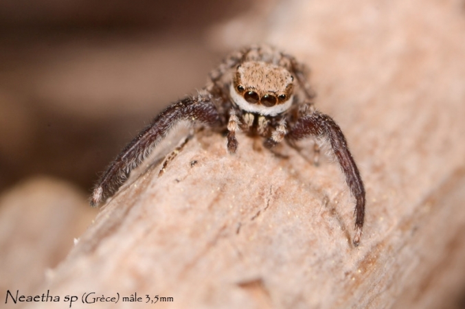 Neaetha sp 2