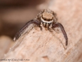 Neaetha sp 2