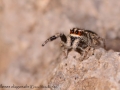 Pellenes diagonalis 1