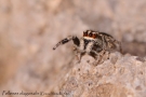 Pellenes diagonalis 1
