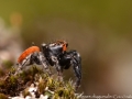 Pellenes diagonalis 2