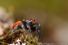 Pellenes diagonalis 2