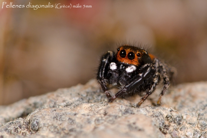 Pellenes diagonalis 3