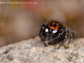 Pellenes diagonalis 3