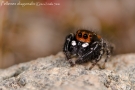 Pellenes diagonalis 3