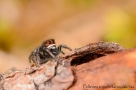 Pellenes tripunctatus 3