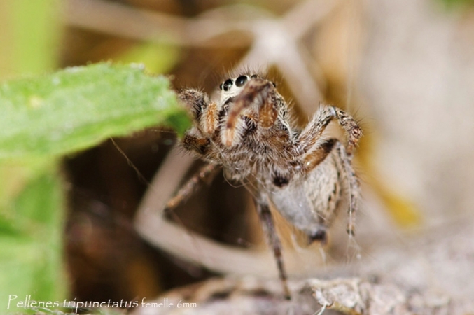 Pellenes tripunctatus saut