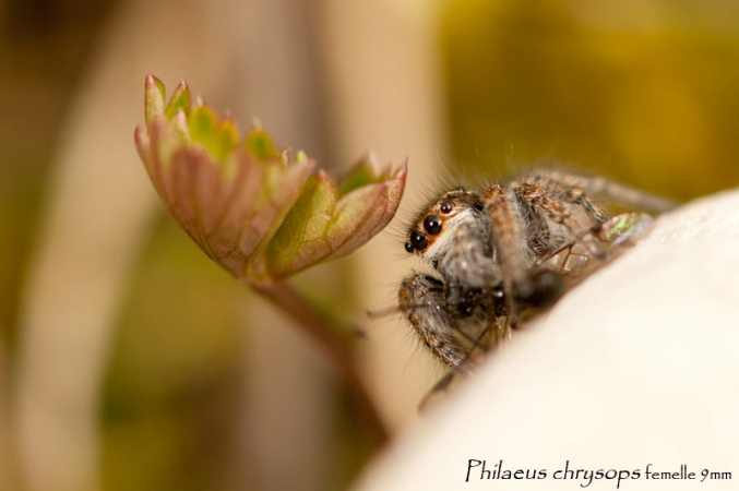 Philaeus chrysops 3