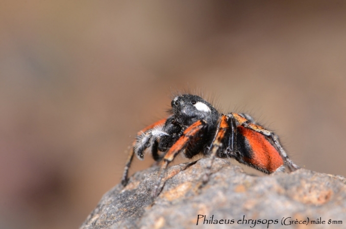 Philaeus chrysops 5
