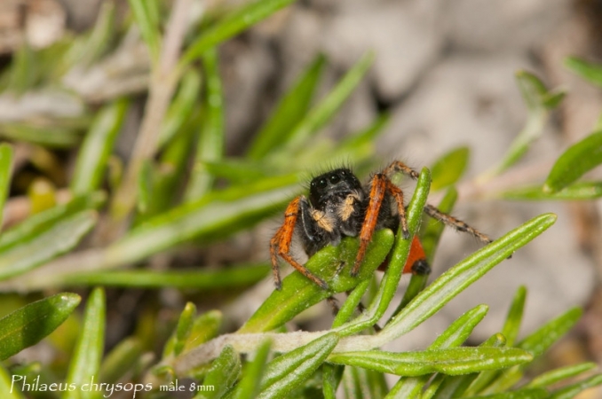 Philaeus chrysops 6
