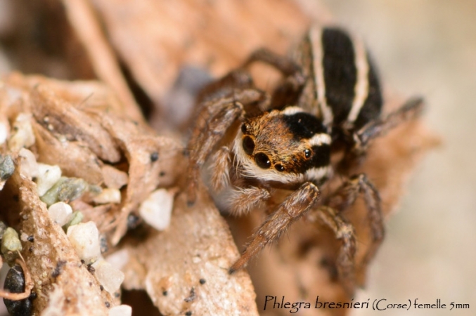 Phlegra bresnieri