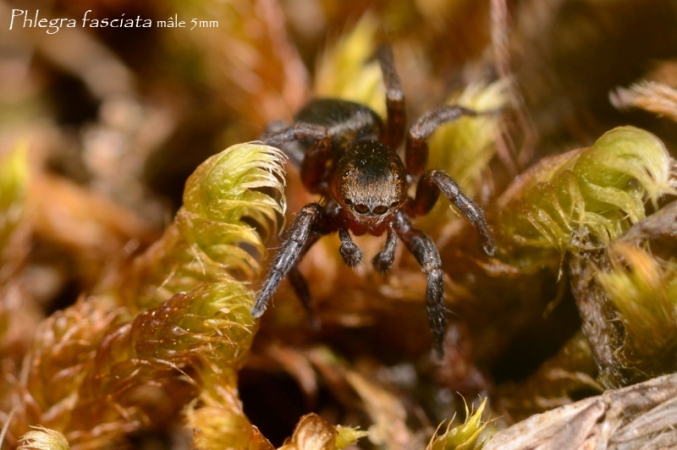 Phlegra fasciata