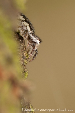 Pseudicius encarpatus