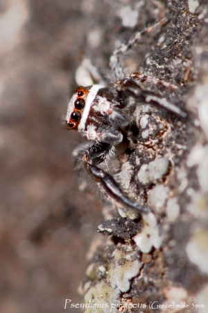 Pseudicius picaceus