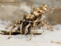 Salticus scenicus 5