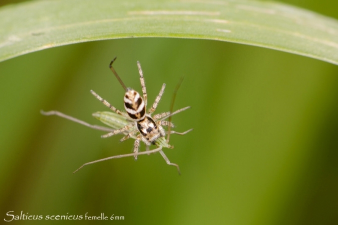 Salticus scenicus capture