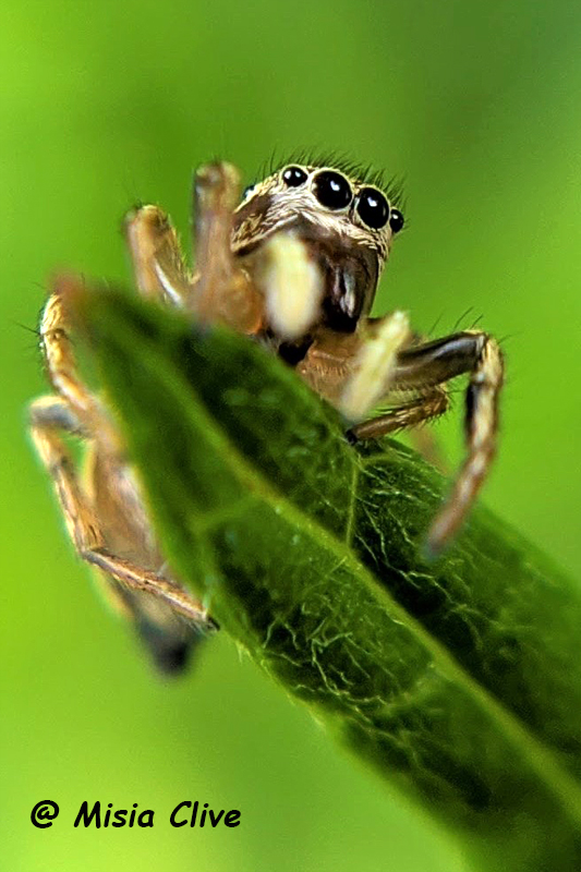 H patagiatus F Misia C face