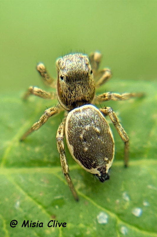 H patagiatus Misia C dos