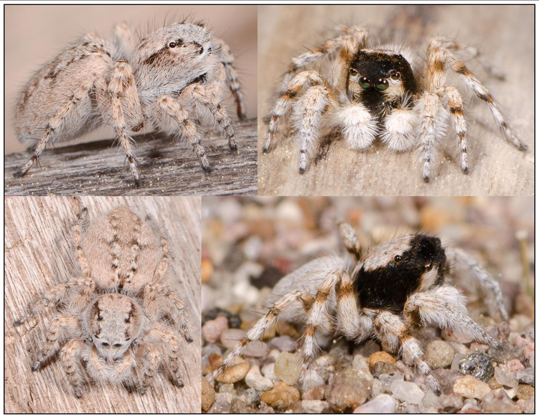 Aelurillus blandus
