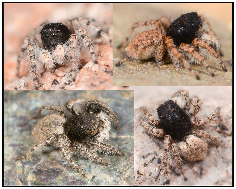 Aelurillus concolor