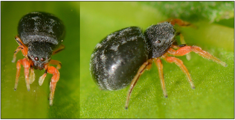 Ballus rufipes