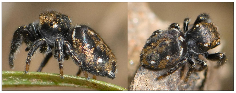 Evarcha laetabunda