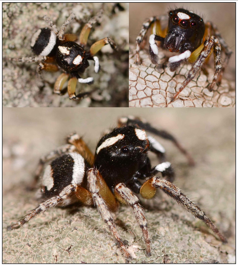 Habrocestum papilionaceum