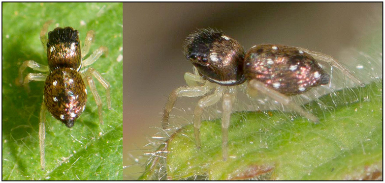 Heliophanillus fulgens