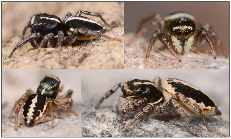 Heliophanus edentulus