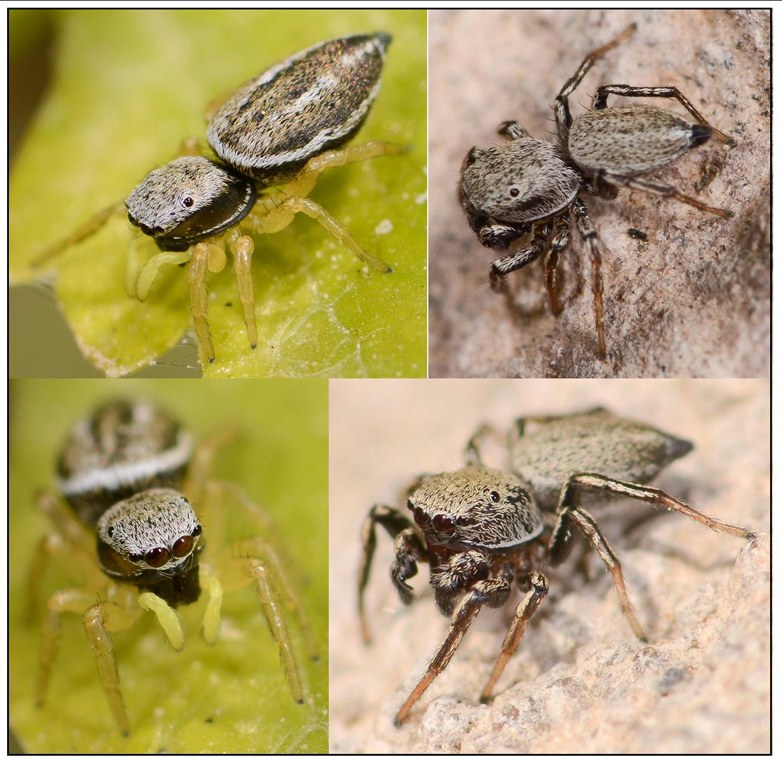 Heliophanus equester