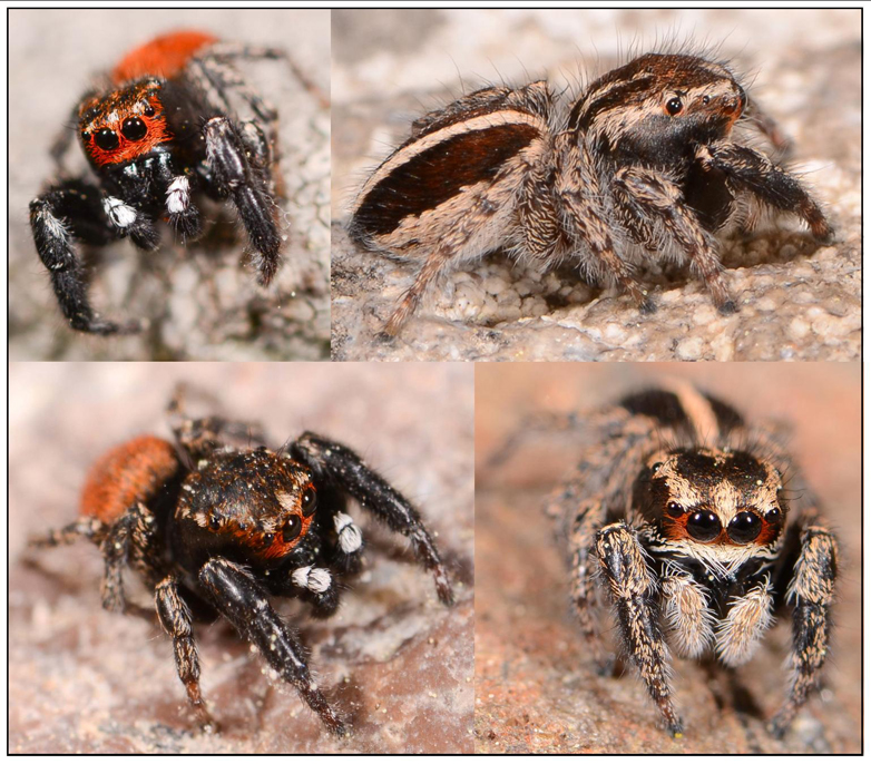 Pellenes diagonalis