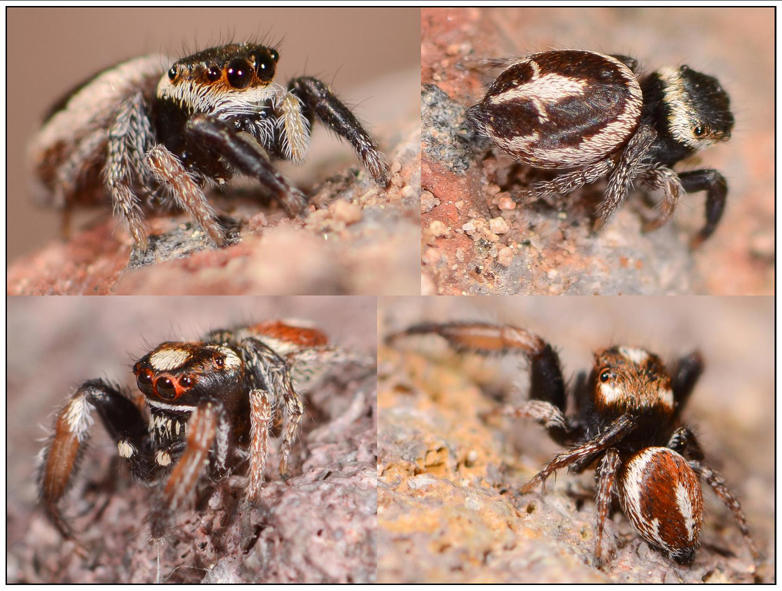 Pellenes flavipalpis