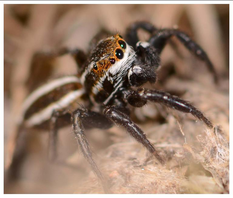 Phlegra lineata