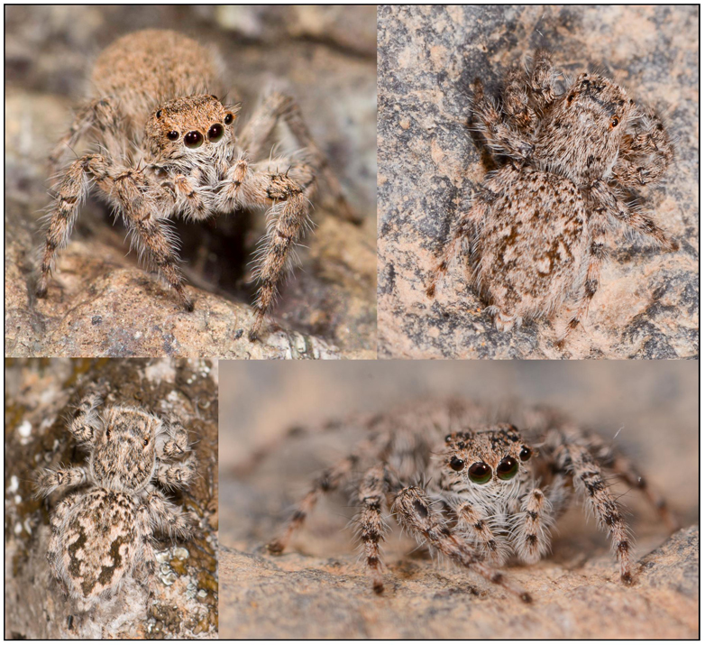 Plexippoides gestroi
