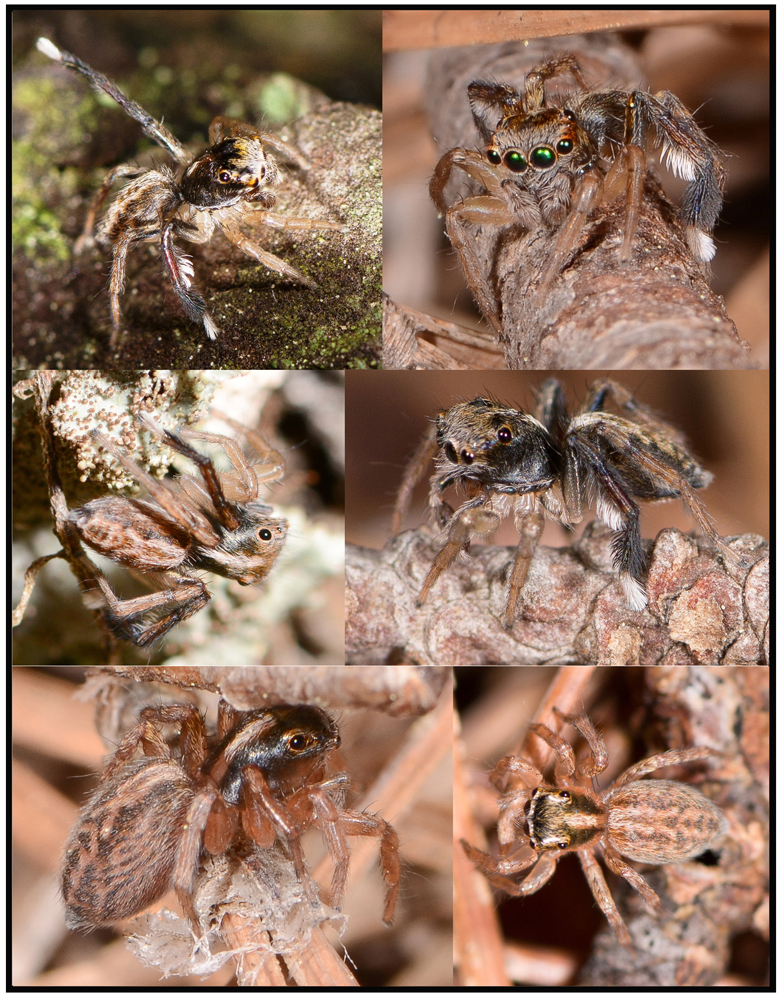 Saitis tauricus