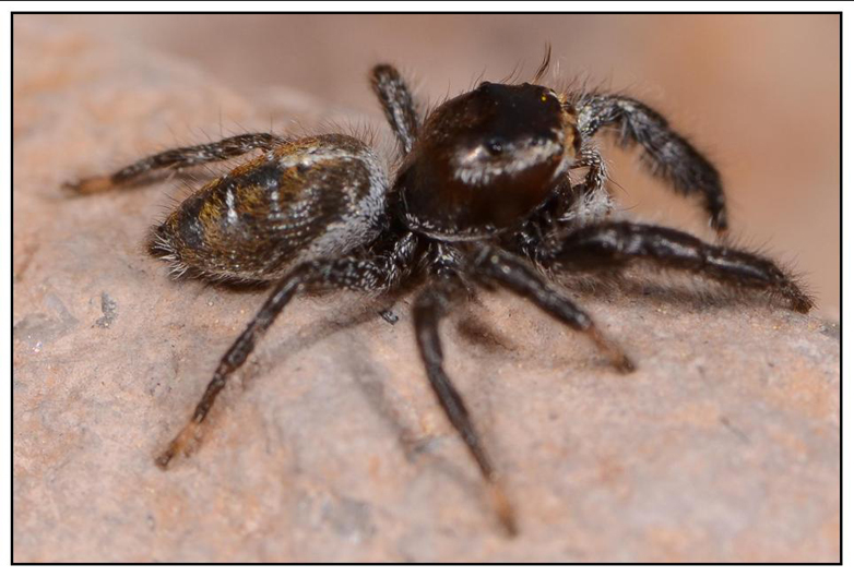 Thyene imperialis