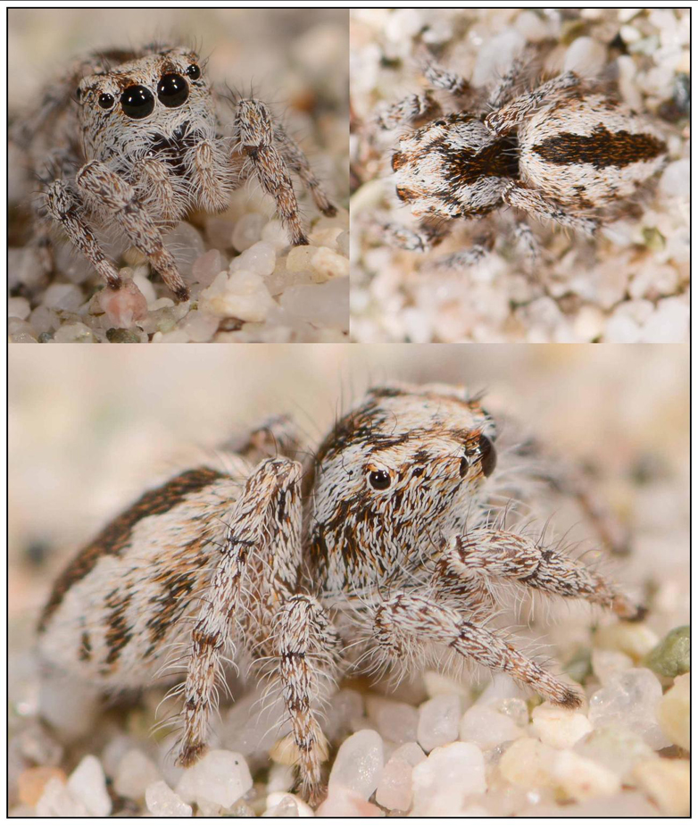 Yllenus salsicola